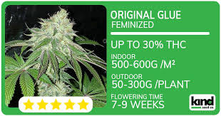 Discovering Permanent Marker Seeds A Comprehensive Guide Discovering Permanent Marker Seeds A Comprehensive Guide